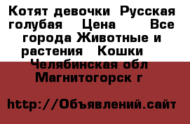 Котят девочки “Русская голубая“ › Цена ­ 0 - Все города Животные и растения » Кошки   . Челябинская обл.,Магнитогорск г.